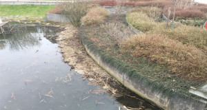 Kommunen röjde damm och förstörde bon för häckande änder